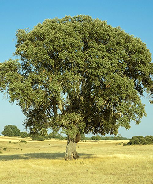 ÁRBOLES DE LA DEHESA SALMANTINA - Ibéricos Muñiz y Palomo