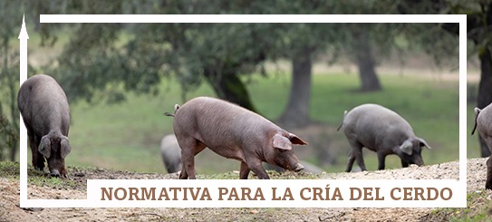 Normativa para la cría del cerdo ibérico